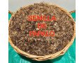 pipicha-and-potato-seed-small-1