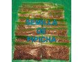 pipicha-and-potato-seed-small-2